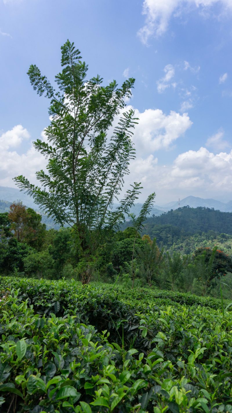 Mount Havana Sri Lanka