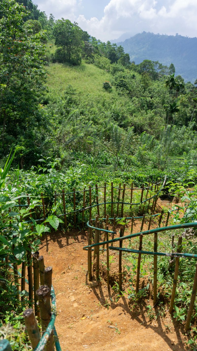 Mount Havana Sri Lanka